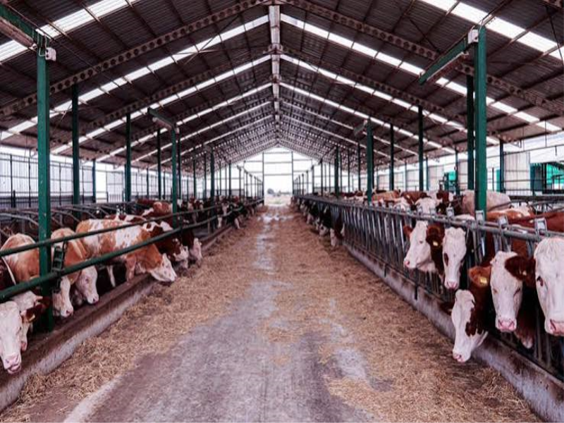  Besiciye “Pahalı Hayvan Alma” Deniliyor: Karkas Fiyatı Neden Düşüyor?
